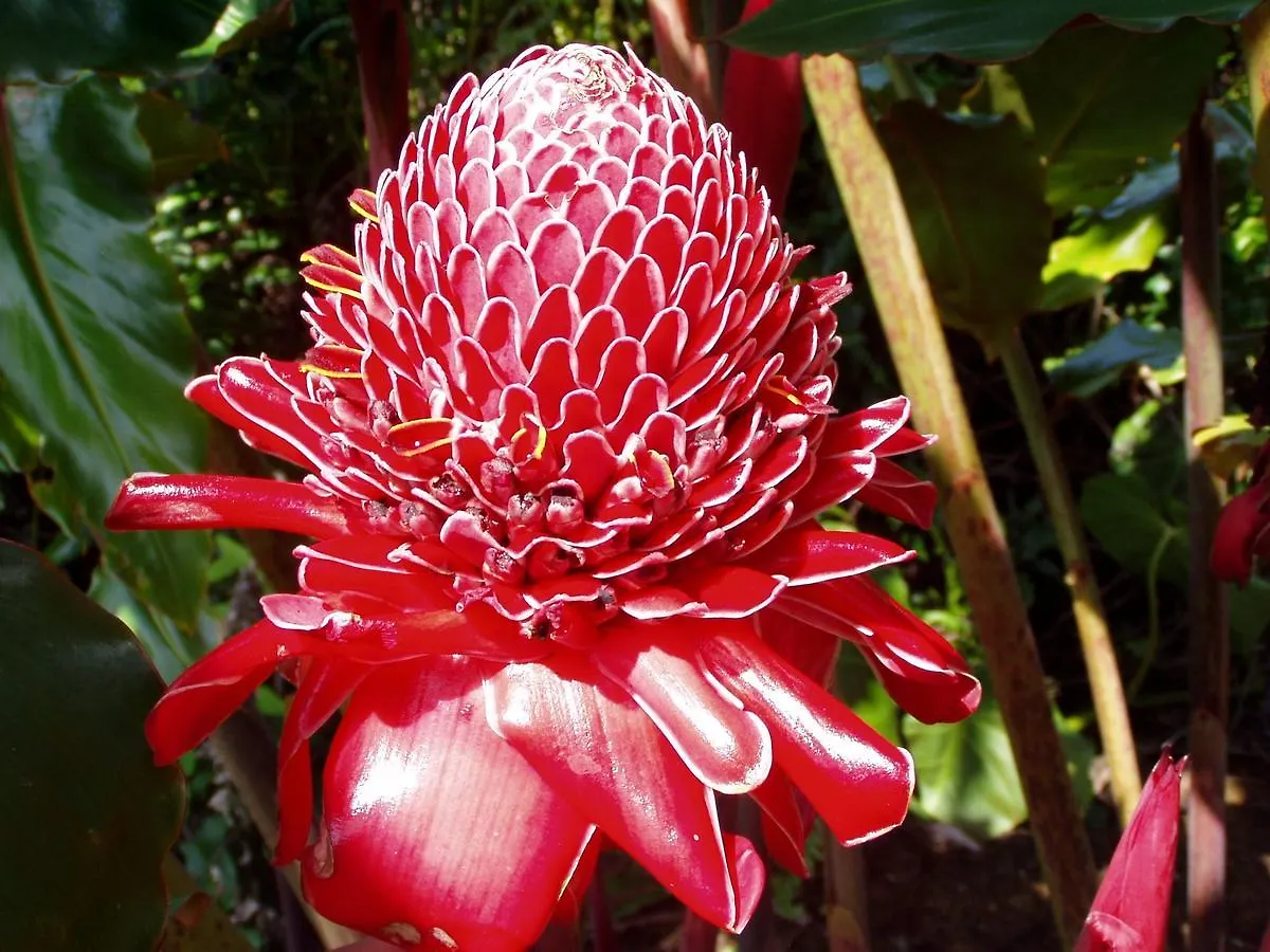 Guest house Island Goode'S - Luxury Adult Only Accommodation Near Hilo