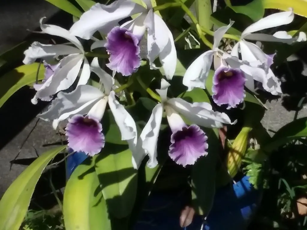 **** 招待所 Island Goode'S - Luxury Adult Only Accommodation Near Hilo Papaikou 美国